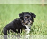 Small #6 Miniature Australian Shepherd