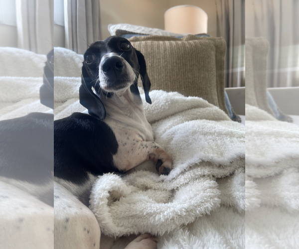 Medium Photo #1 Dachshund Puppy For Sale in Weston, FL, USA