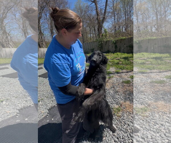 Medium Photo #2 Golden Shepherd Puppy For Sale in Thomasville, NC, USA