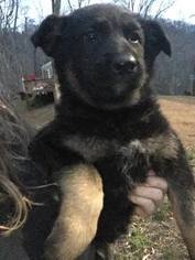 German Shepherd Dog Puppy for sale in ROGERSVILLE, TN, USA