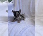 Small #1 French Bulldog