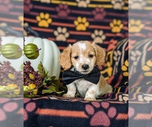 Dachshund Puppy for sale in LEOLA, PA, USA