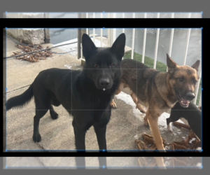 Mother of the German Shepherd Dog puppies born on 06/12/2026
