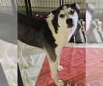 KIKI - Female Siberian Husky Dog for Adoption - Small photo