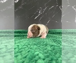 Small #14 Boston Terrier