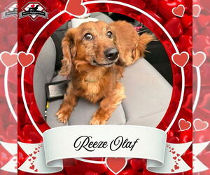 Dachshund Dogs for adoption in San Antonio, TX, USA
