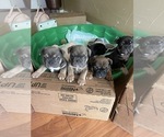 Small Photo #26 French Bulldog Puppy For Sale in CARROLLTON, TX, USA