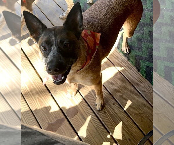 Medium Photo #1 - Mix Puppy For Sale in Mobile, AL, USA