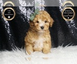 Small Photo #41 Poodle (Toy) Puppy For Sale in WARSAW, IN, USA