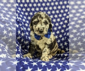 Goldendoodle Puppy for sale in CHRISTIANA, PA, USA