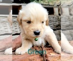 Small Photo #18 Golden Retriever Puppy For Sale in CHINO HILLS, CA, USA
