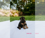 Small Photo #6 German Shepherd Dog Puppy For Sale in ROCKFORD, MI, USA