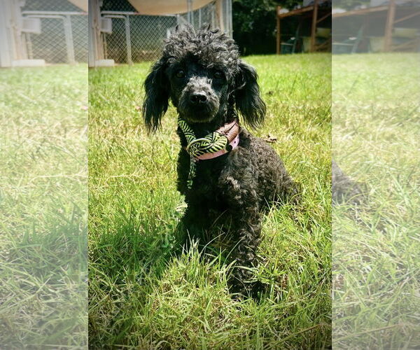 Medium Photo #2 Poodle (Toy)-Unknown Mix Puppy For Sale in Pacolet, SC, USA