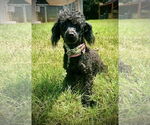 Small #1 Poodle (Toy) Mix