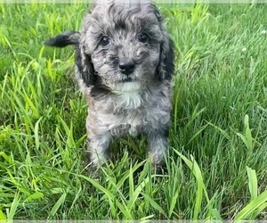 Newfoundland-Poodle (Toy) Mix Puppy for sale in NILES, MI, USA