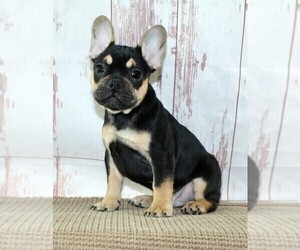 French Bulldog Puppy for sale in FREDERICKSBURG, OH, USA