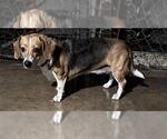 Small Beagle Mix