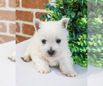 Small Photo #5 West Highland White Terrier Puppy For Sale in SYRACUSE, IN, USA