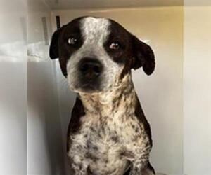 Mutt Dogs for adoption in Houston, TX, USA