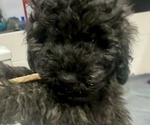Small #1 Puli