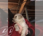 Small Photo #4 Poodle (Standard) Puppy For Sale in BEVERLY, OH, USA