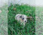 Small Photo #6 Miniature Australian Shepherd Puppy For Sale in CAPE CORAL, FL, USA