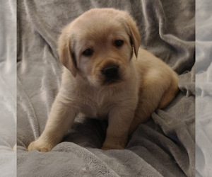 Labrador Retriever Puppy for sale in CALIENTE, CA, USA