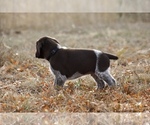 Small Photo #7 German Shorthaired Pointer Puppy For Sale in LEWELLEN, NE, USA