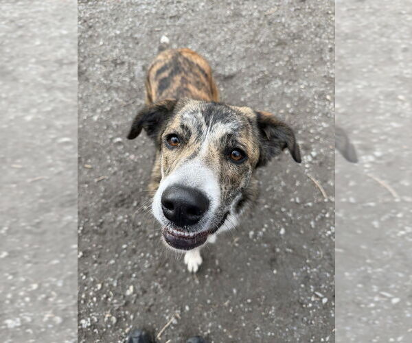 Medium Photo #1 Mutt Puppy For Sale in Elmsford, NY, USA