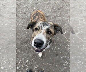 Mutt Dogs for adoption in Elmsford, NY, USA