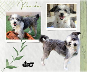 Mutt Dogs for adoption in Lindsay, CA, USA