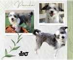 Panda - Female Mutt Dog for Adoption - Small photo