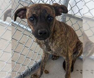 Chihuahua Dogs for adoption in Bakersfield, CA, USA