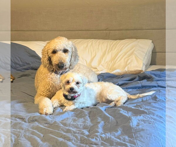 Medium Photo #2 Mutt Puppy For Sale in Orlando, FL, USA