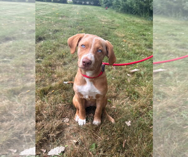 Medium Photo #1 Unknown-Vizsla Mix Puppy For Sale in Muskegon, MI, USA