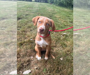 Unknown-Vizsla Mix Dogs for adoption in Muskegon, MI, USA
