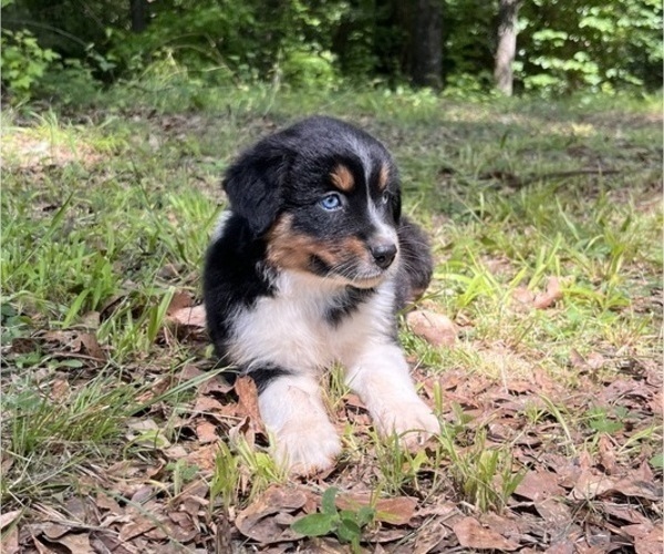 Medium Photo #4 Australian Shepherd Puppy For Sale in ELBERTON, GA, USA