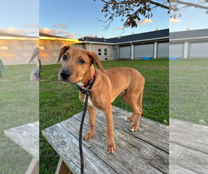 Mutt Dogs for adoption in Evansville, IN, USA