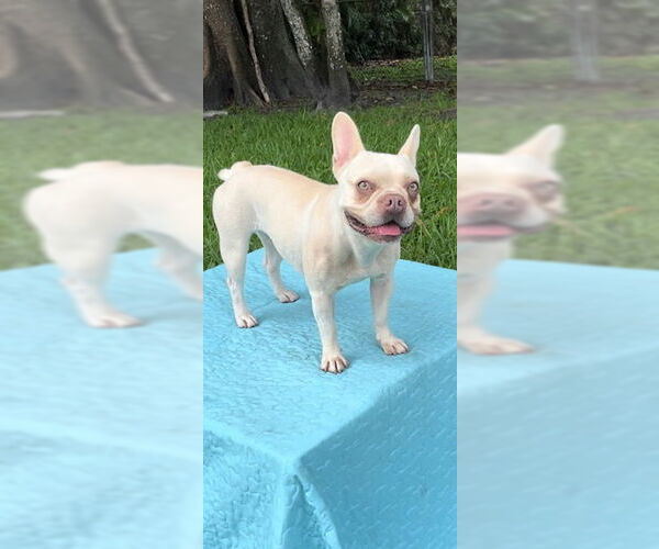Medium Photo #3 French Bulldog Puppy For Sale in Weston, FL, USA