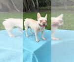 Small #2 French Bulldog