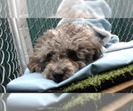 BENZO - Male Poodle (Miniature)-Unknown Mix Dog for Adoption - Small photo