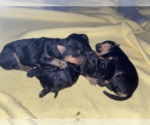 Airedale Terrier Puppy for sale in EATON, CO, USA