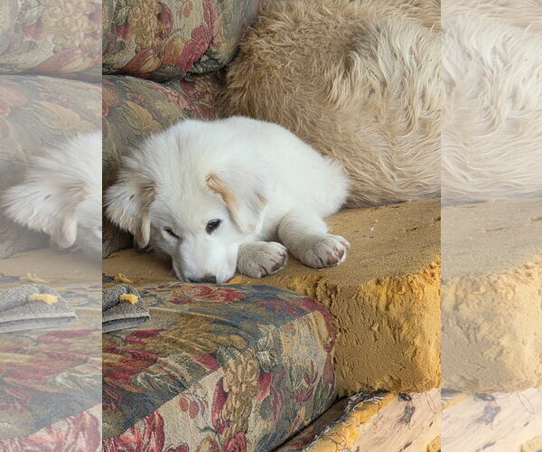 Medium Photo #4 Great Pyrenees-Unknown Mix Puppy For Sale in Dallas, TX, USA