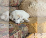 Small #3 Great Pyrenees Mix