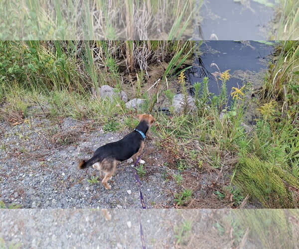 Medium Photo #8 Doxle Puppy For Sale in Sebec, ME, USA