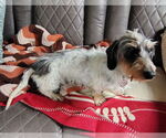 Small #7 Dachshund