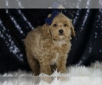 Small Photo #92 Maltipoo (Miniature) Puppy For Sale in WARSAW, IN, USA