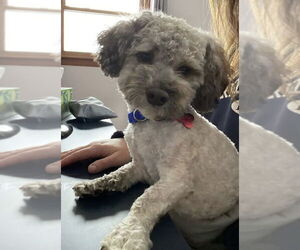 Poodle (Miniature)-Unknown Mix Dogs for adoption in Mundelein, IL, USA