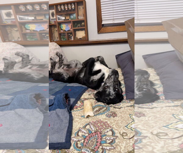 Medium Photo #2 Catahoula Leopard Dog-Unknown Mix Puppy For Sale in Duluth, MN, USA