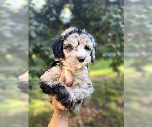 Medium Sheepadoodle